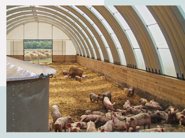 Строительство свинарников в Домодедово